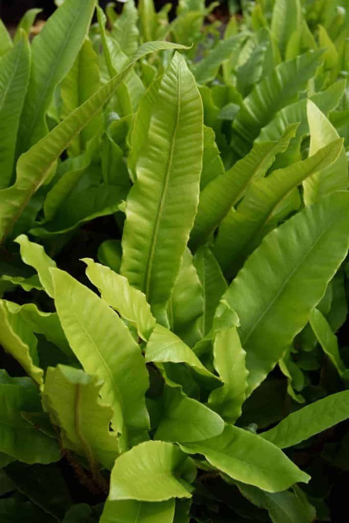Asplenium scolopendrium ---